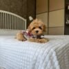 Biscuit