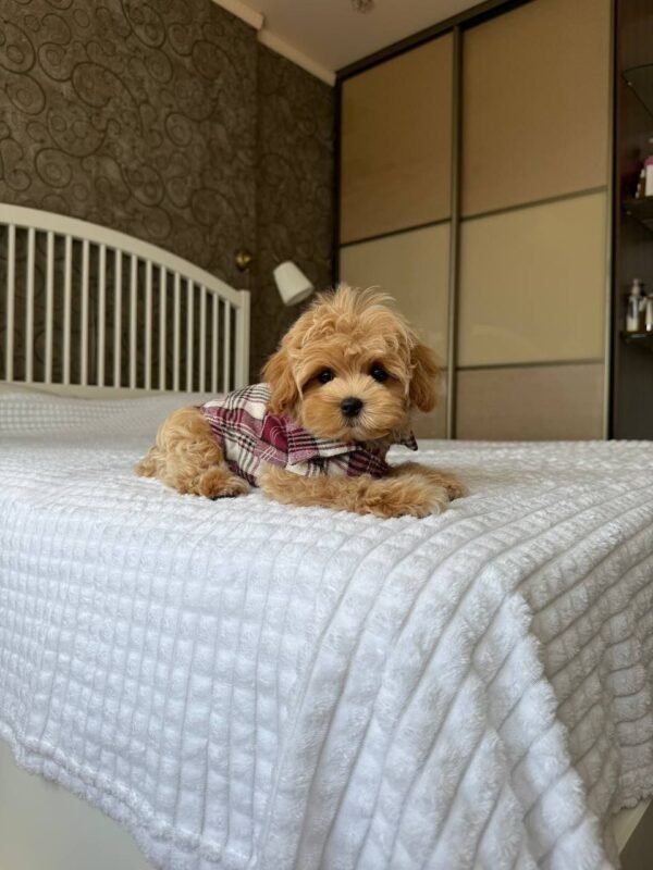 Biscuit