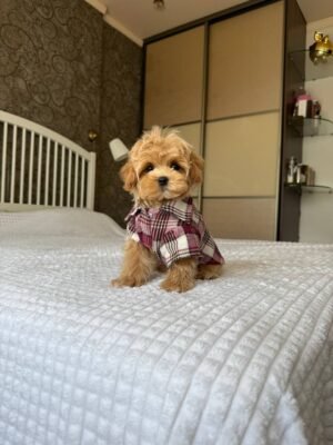 Biscuit
