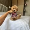 Biscuit