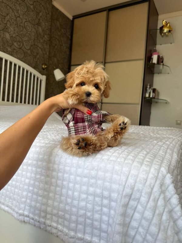 Biscuit