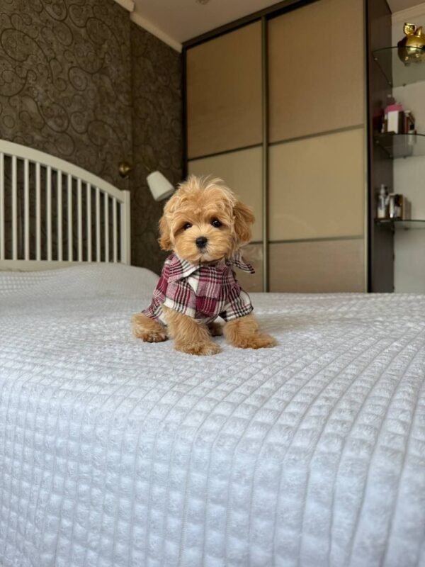 Biscuit