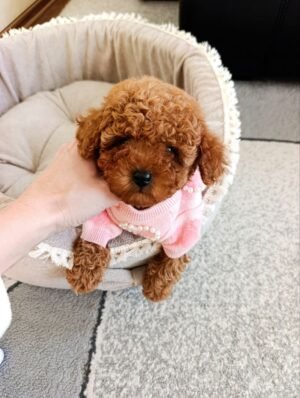 Bella