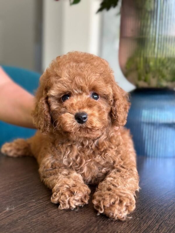 Daisy