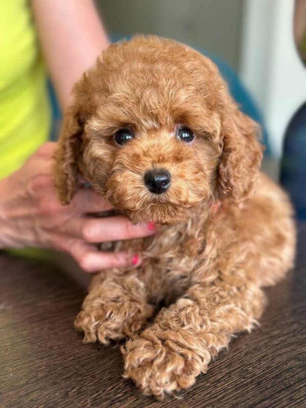 Daisy