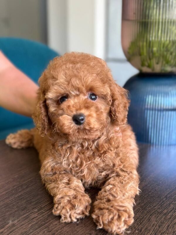 Daisy