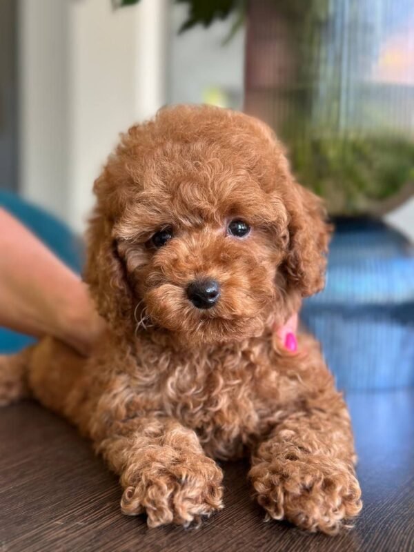 Daisy