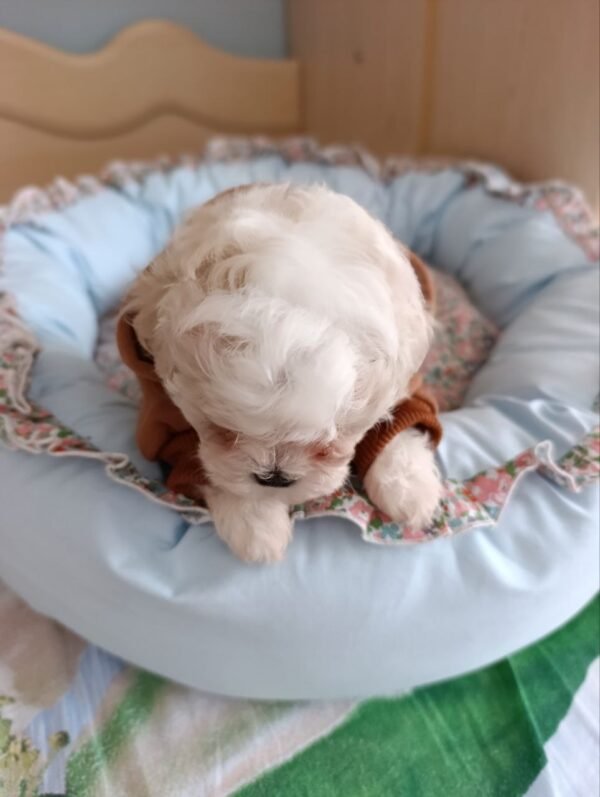 Emmie