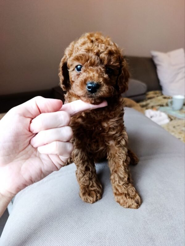 Max