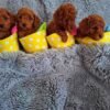 Reserve our Next Litter