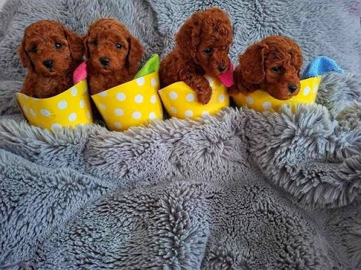 Reserve our Next Litter